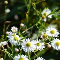 Boltonia asteroides 'Latisquama' fleur